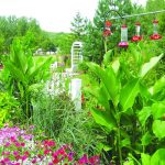 Tips to Make Your Home Garden Hummingbird-Friendly