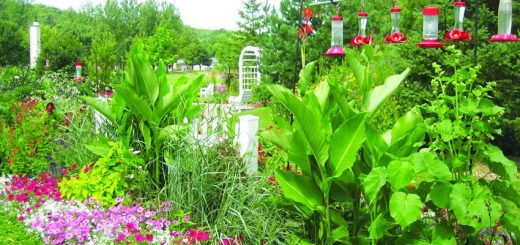 Tips to Make Your Home Garden Hummingbird-Friendly